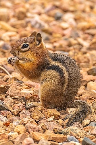 USA, New Mexico. Golden-mantled ground squirrel eating. Animals Print